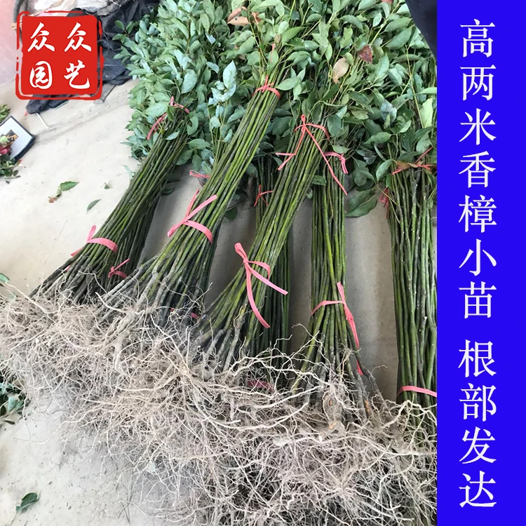 小叶香樟树苗大树大叶香樟 驱蚊四季常青园林绿化 南方种植香樟树