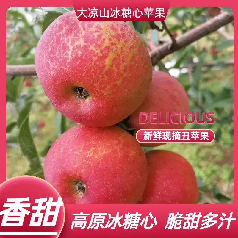 【整箱9.5-10斤】四川大凉山丑苹果新鲜现摘现发盐源高山苹果