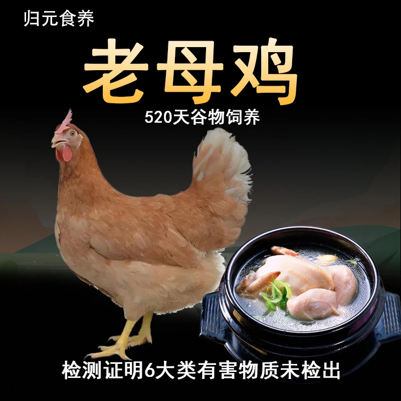 无抗老母鸡生鸡520天生长期黄油冷冻锁鲜煲汤白条 包冰率10%以内
