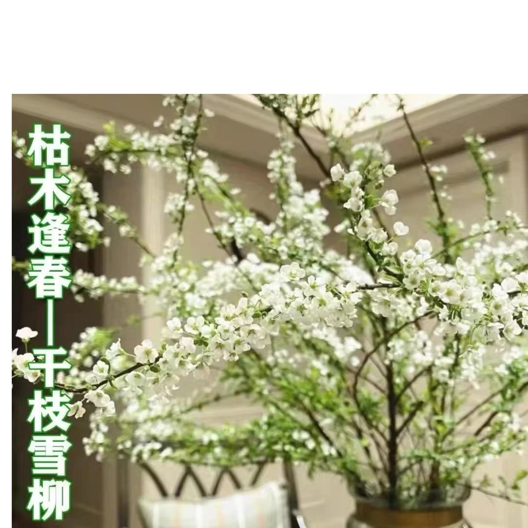 室内好养水培植物阳台鲜花遇水开花重瓣雪柳干雪柳枝雪柳鲜枝水插
