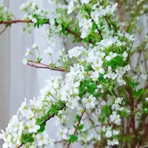 雪柳干枝花耐寒真花室内水培插水养绿植种植干花遇水开花清香植物