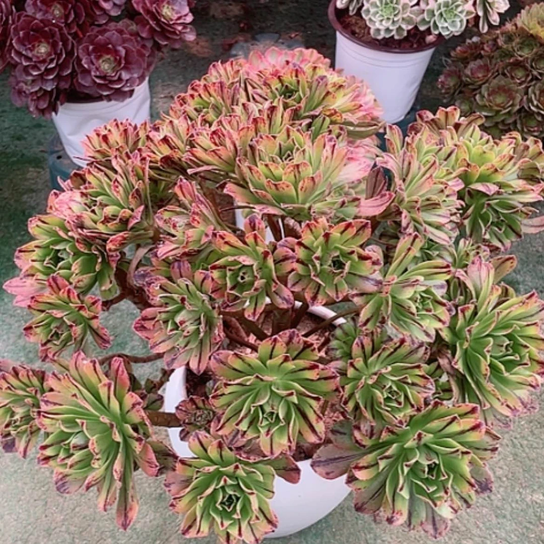 【闪购商品】法师好看也好
