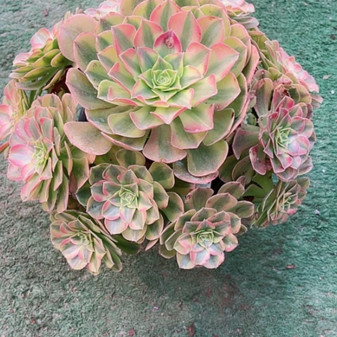 【闪购商品】法师好看也好养