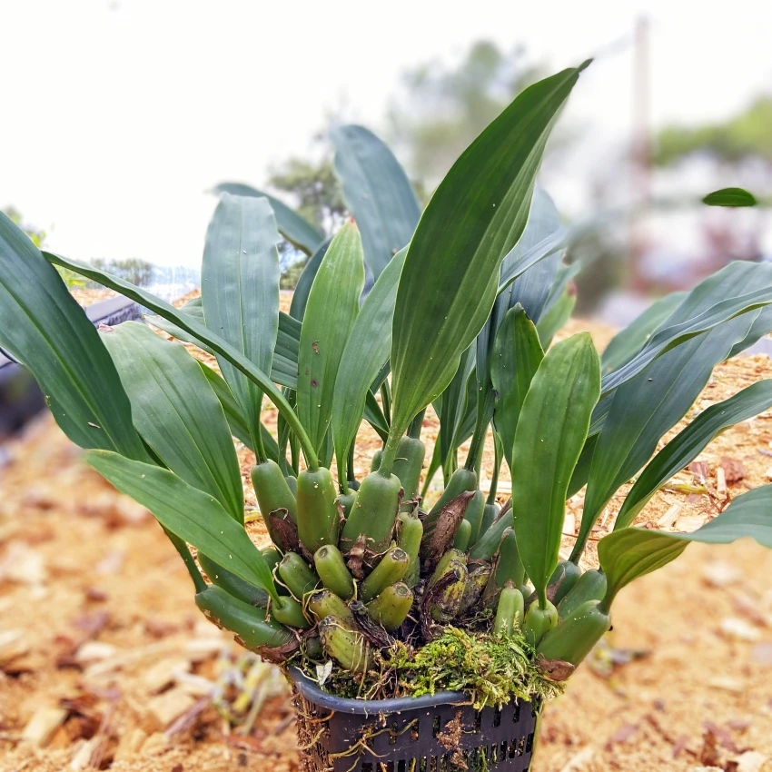 大贝姆兰花卉盆栽绿植盆景新手开花春天品牌种植