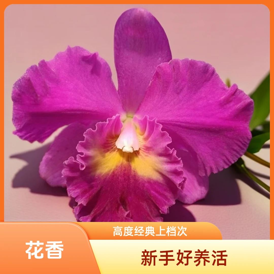 粉红佳人卡特兰（淡香）花卉盆栽绿植新手秋天晒太阳开花进口种植