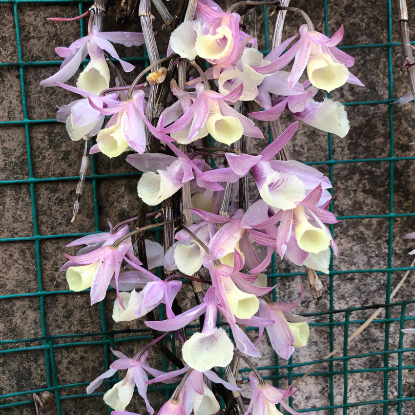 粉天宫兜唇〈春石.斛〉花卉新手开花春天种植