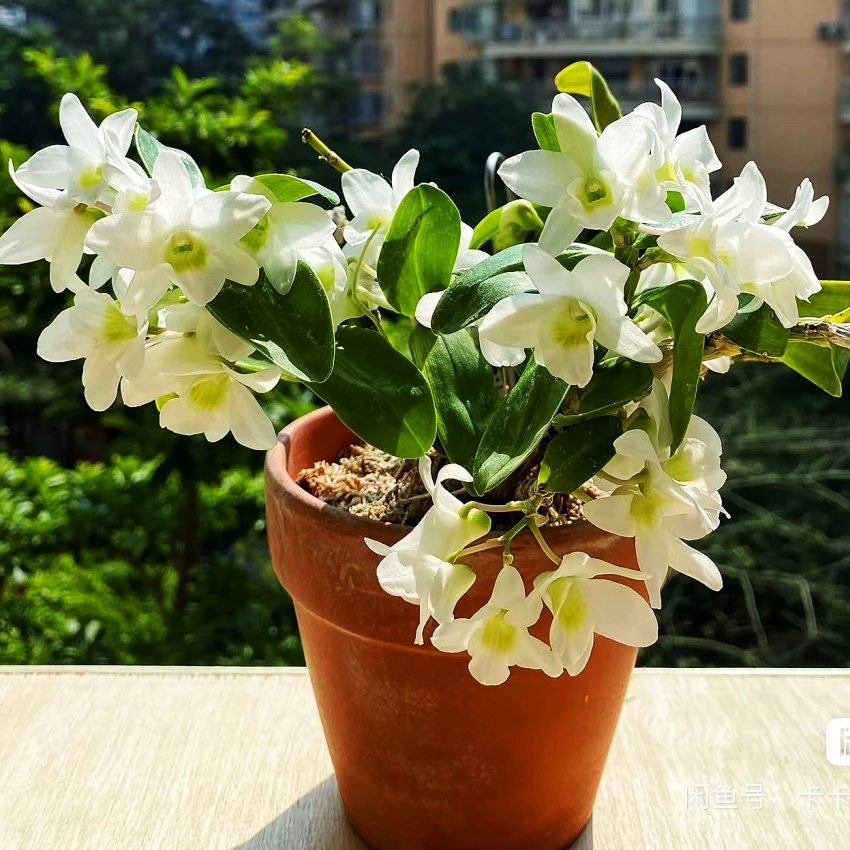 口袋情人石斛.兰 新手开花春天品牌种植<软胶盆盆栽>