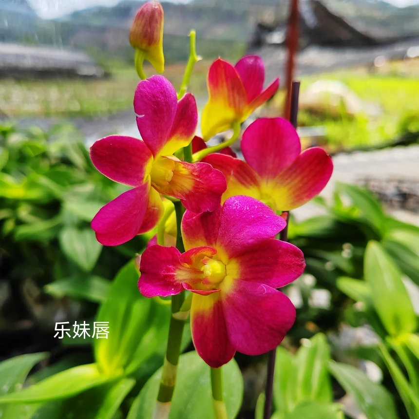 乐妹唇秋石斛花卉绿植盆栽一年开多次花适合新手品牌好养活开花
