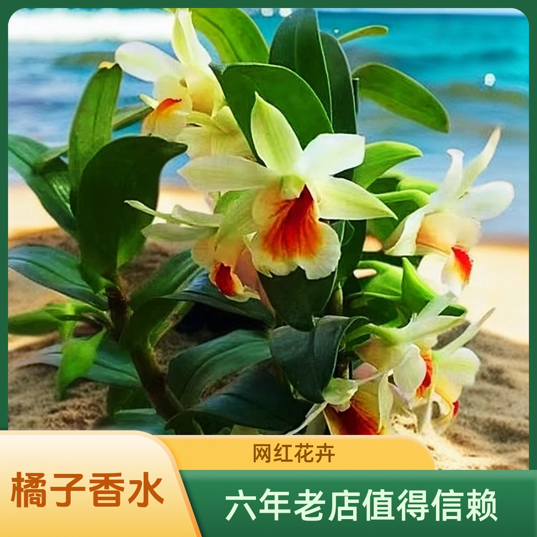黑毛石斛花卉盆栽绿植橘子香味新手茶几办公桌书桌