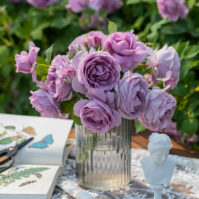 【蓝色风暴】直播一物一拍灌木大花月季