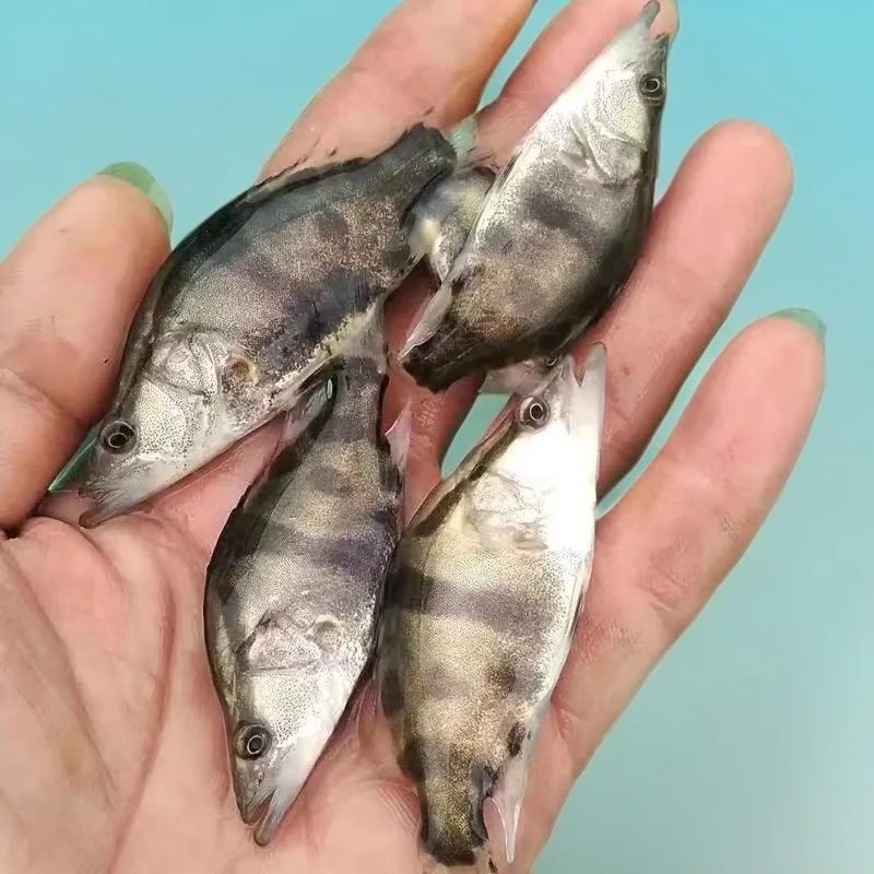 鳜鱼桂花鱼苗翘嘴鳜鱼苗白桂鱼淡水养殖肉食性鳜鱼活体发货饲养