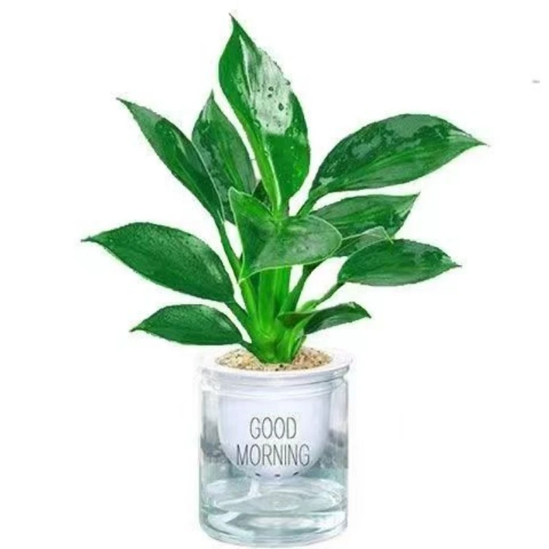 大型水培金钻绿植观赏绿色清雅清雅发货土培翠绿观叶适合植株