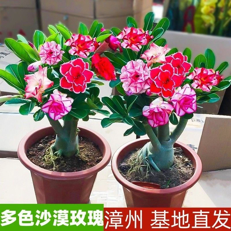 五年老桩【沙漠玫瑰】多色重瓣原盆原土室内室外好养绿植花卉