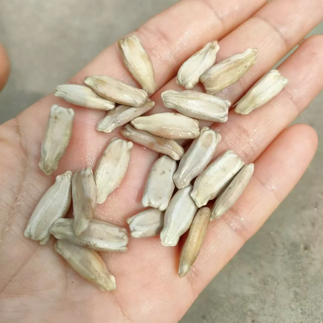 摆件种子，中号八宝葫芦种子，大葫芦20-40公分，种子价格不是葫芦