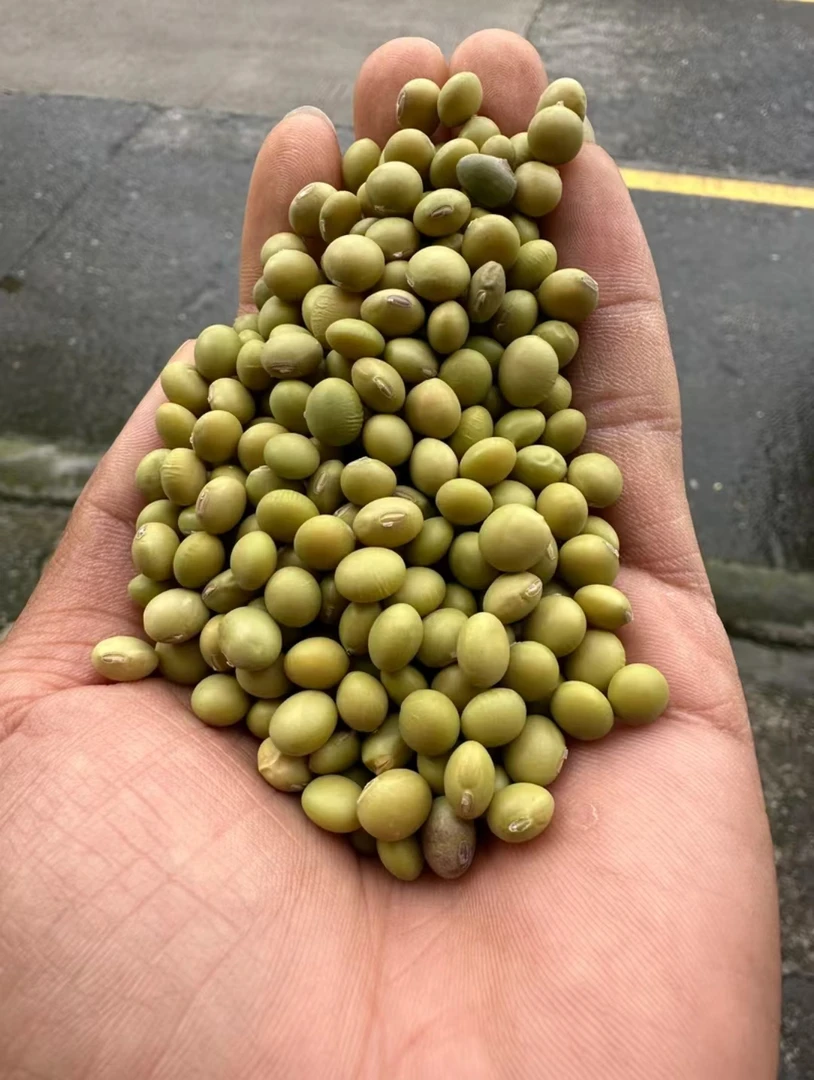 农家种植老品种青皮黄豆  非转基因大豆  两斤  打豆浆吃 非种植