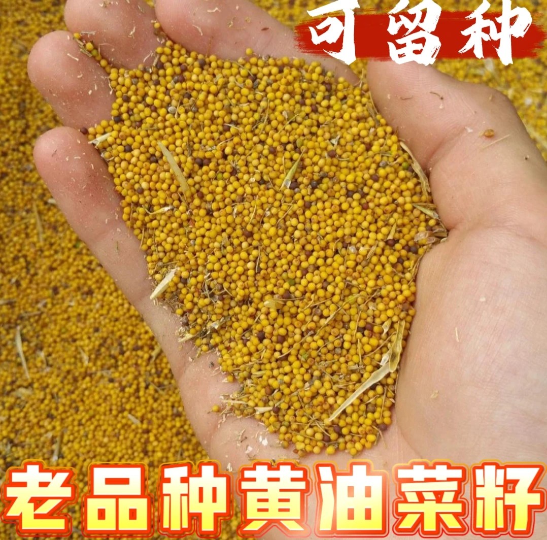 老品种黄油菜籽150克 自家种了几十年的黄油菜籽 每年坚持自留种