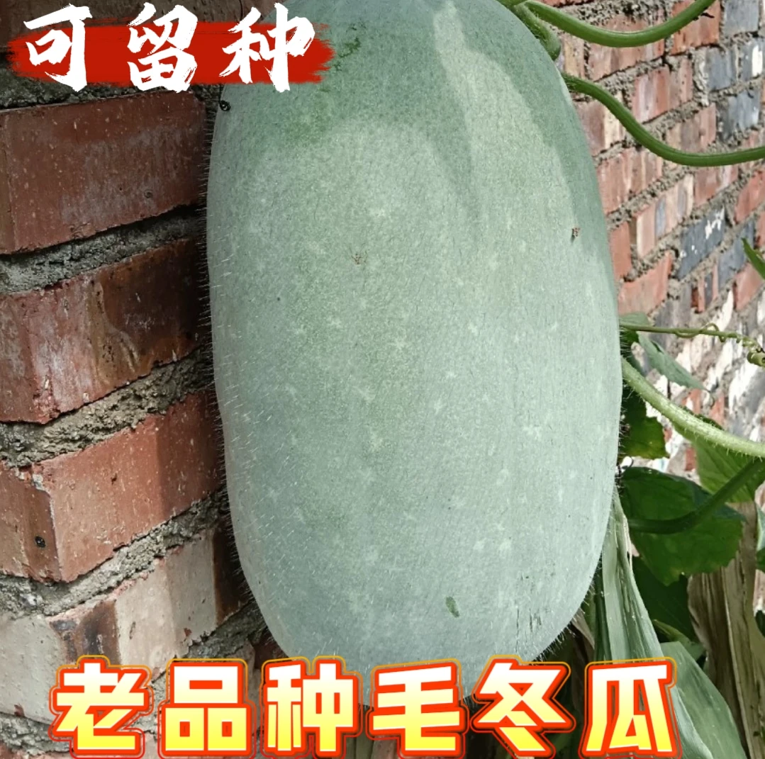 老品种短白毛冬瓜，冬瓜种子20粒 自留种几十年 冬瓜味浓 口感脆嫩