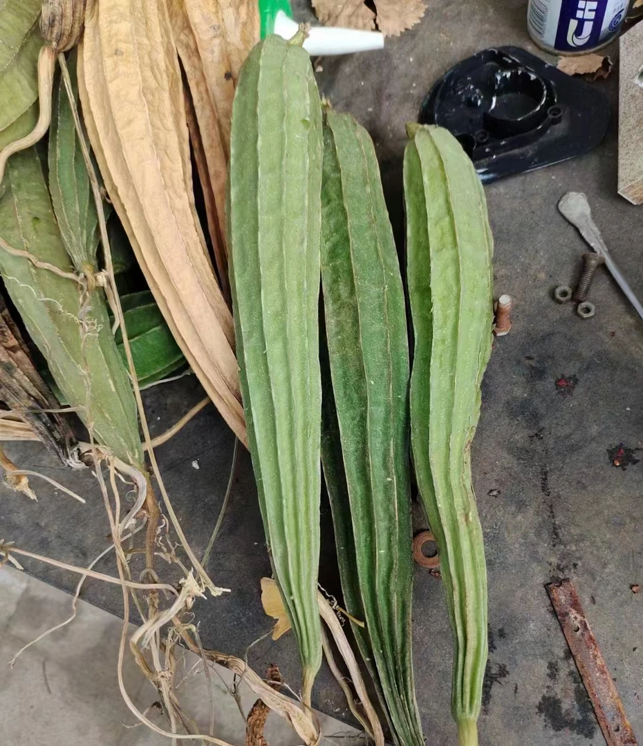本地传统老品种甜脆八棱丝瓜广东八角丝瓜籽20粒