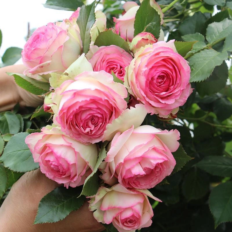 蔷薇花苗粉色龙沙宝石藤本月季花苗特大浓香爬藤庭院别墅植物盆栽