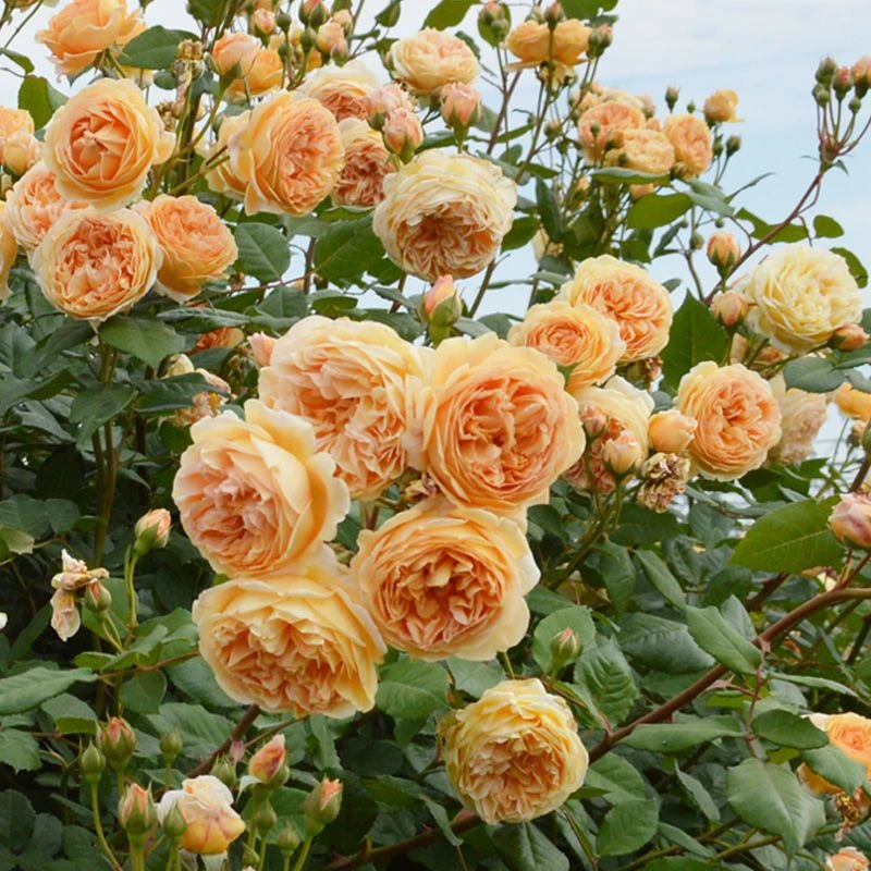 玛格丽特王妃藤本月季花苗大花浓香四季开花庭院阳台爬藤蔷薇花卉