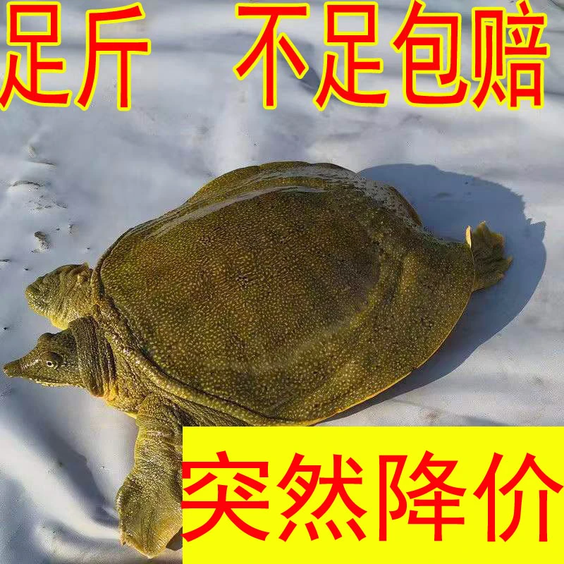 【收到死了包赔】生态放养鲜活公甲鱼活体鲜活新鲜盒装生长挑选