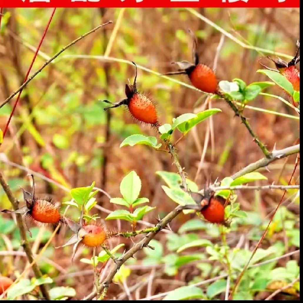 金樱子. 太阳晒干，野生 泡酒煮水材料