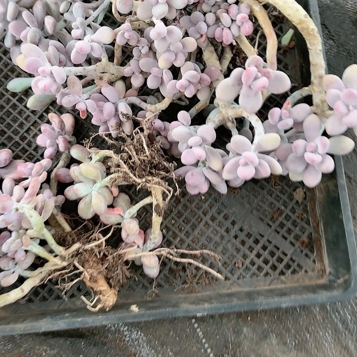 漫*漫尖叶桃蛋筐拍不售后155号