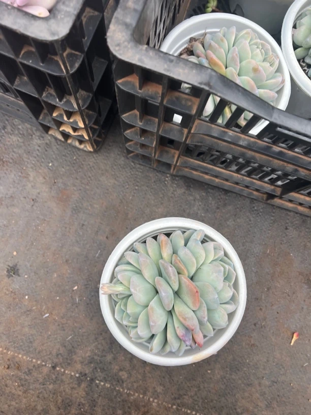 【满19米包邮】冰玉精选优质多肉植物
