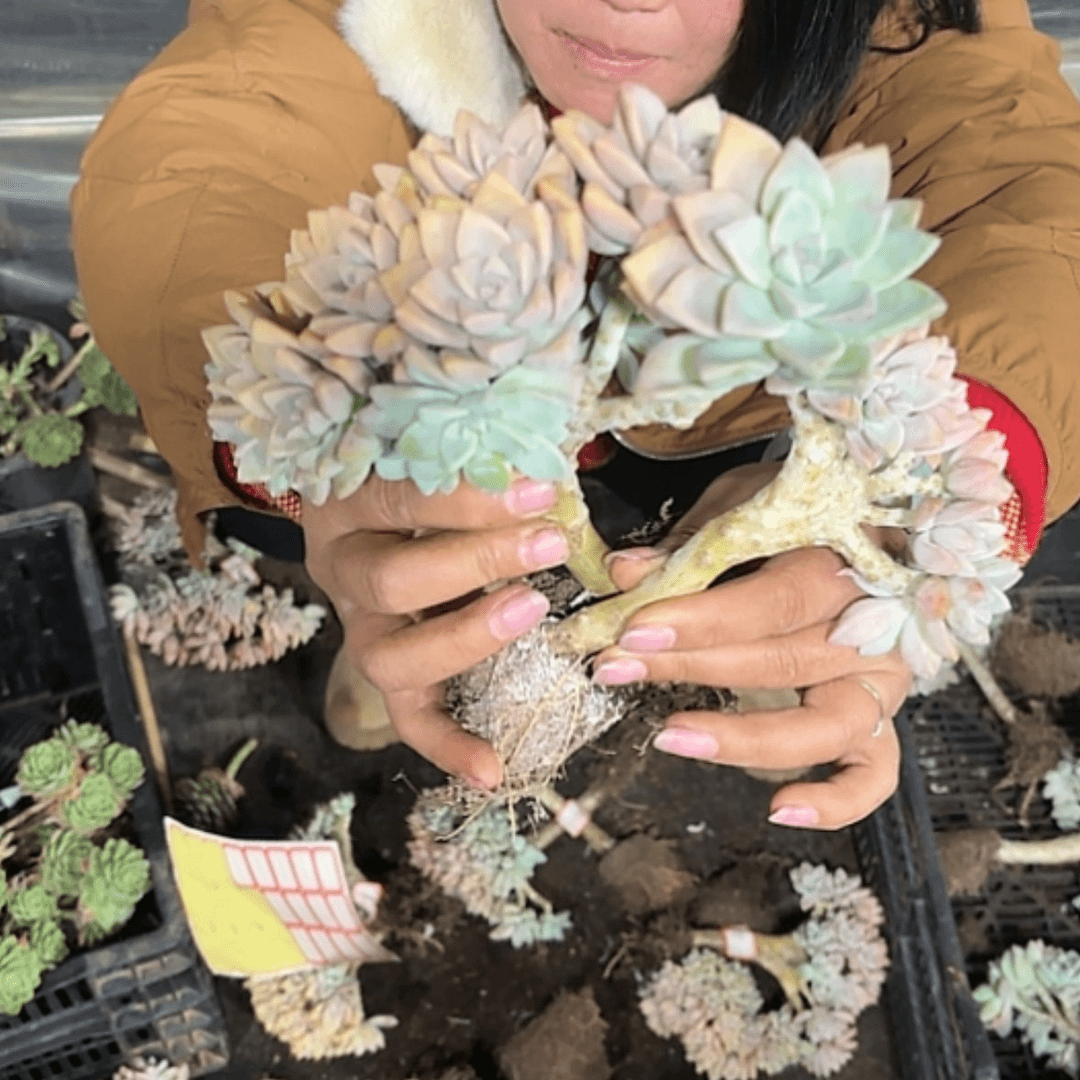 【闪购商品】冷**娆淡雪缀
