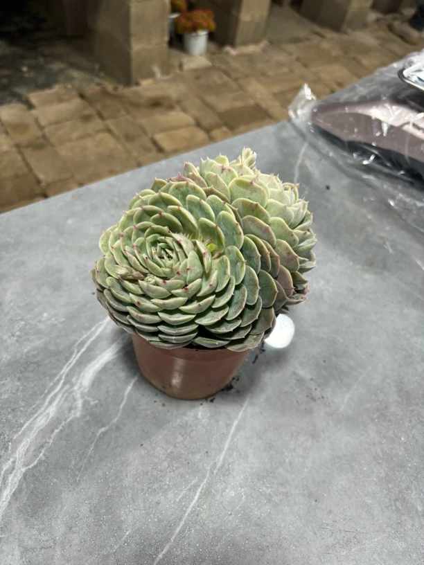 【满19米包邮】昂丝诺单双头多肉植物