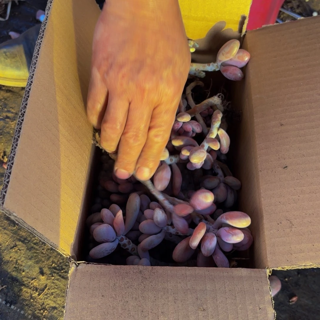 艳**房不售后桃蛋287