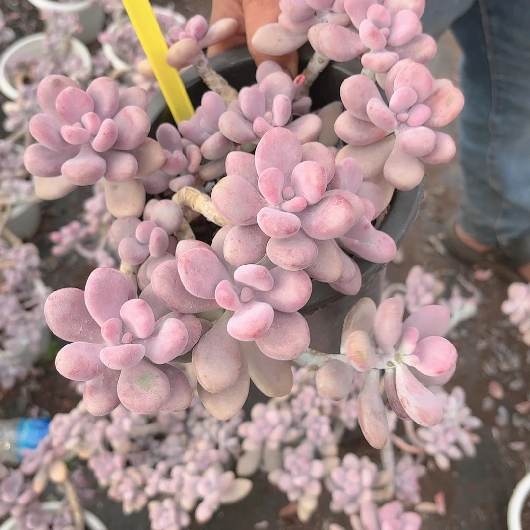 爱****雷圆叶桃蛋37号