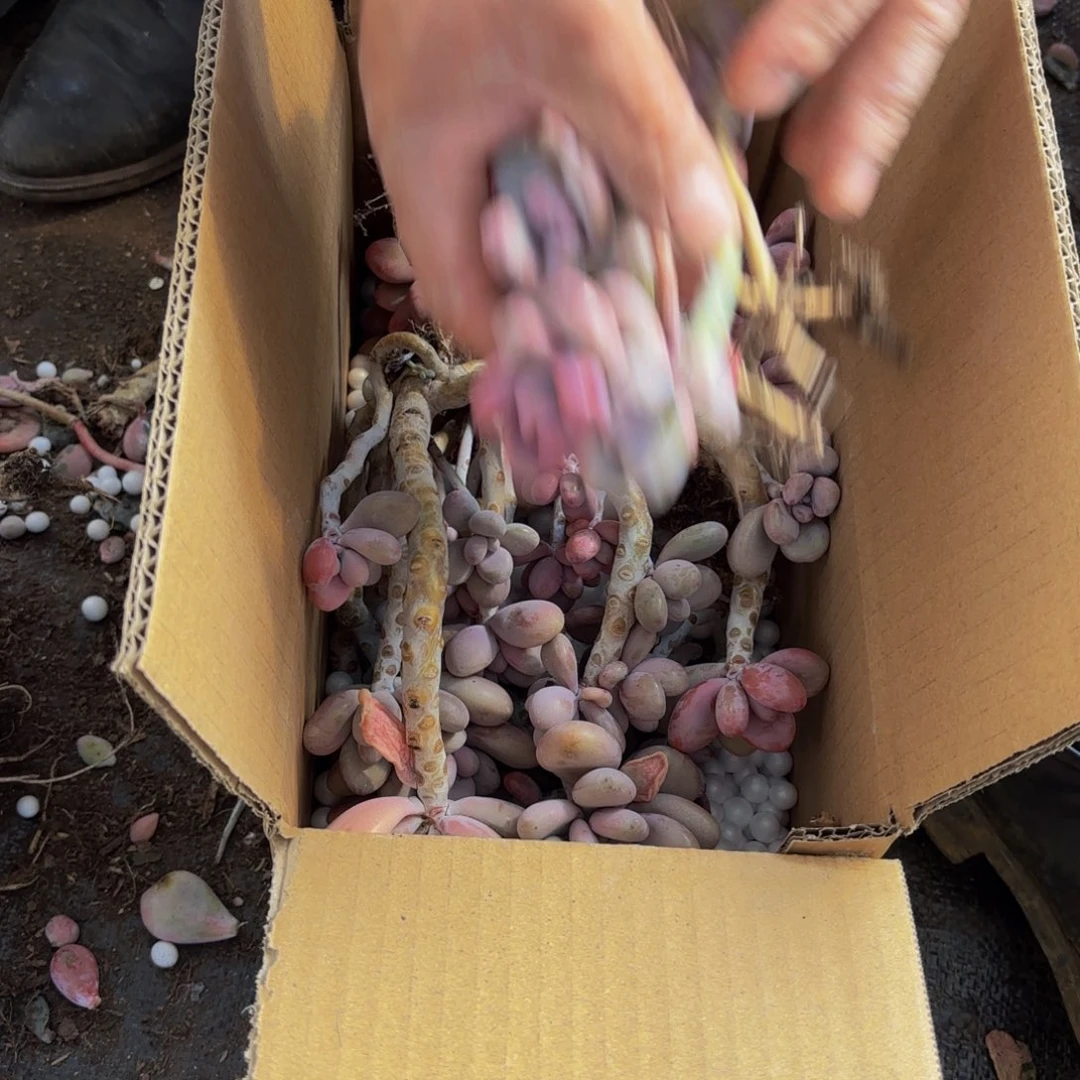 李****业不售后桃蛋250。