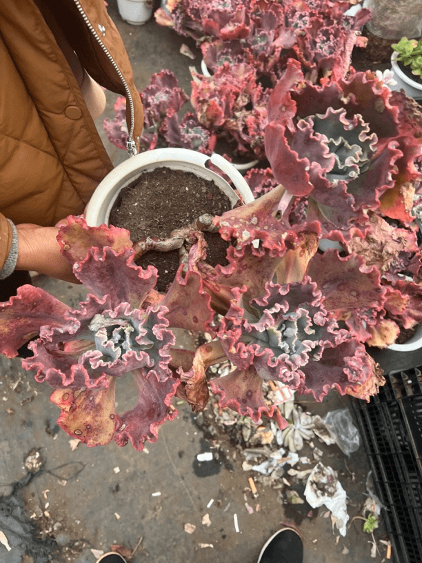 贝壳花粒多肉植物