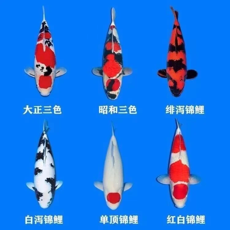 ❶冷水观赏鱼淡水锦鲤好养精品耐活活体82