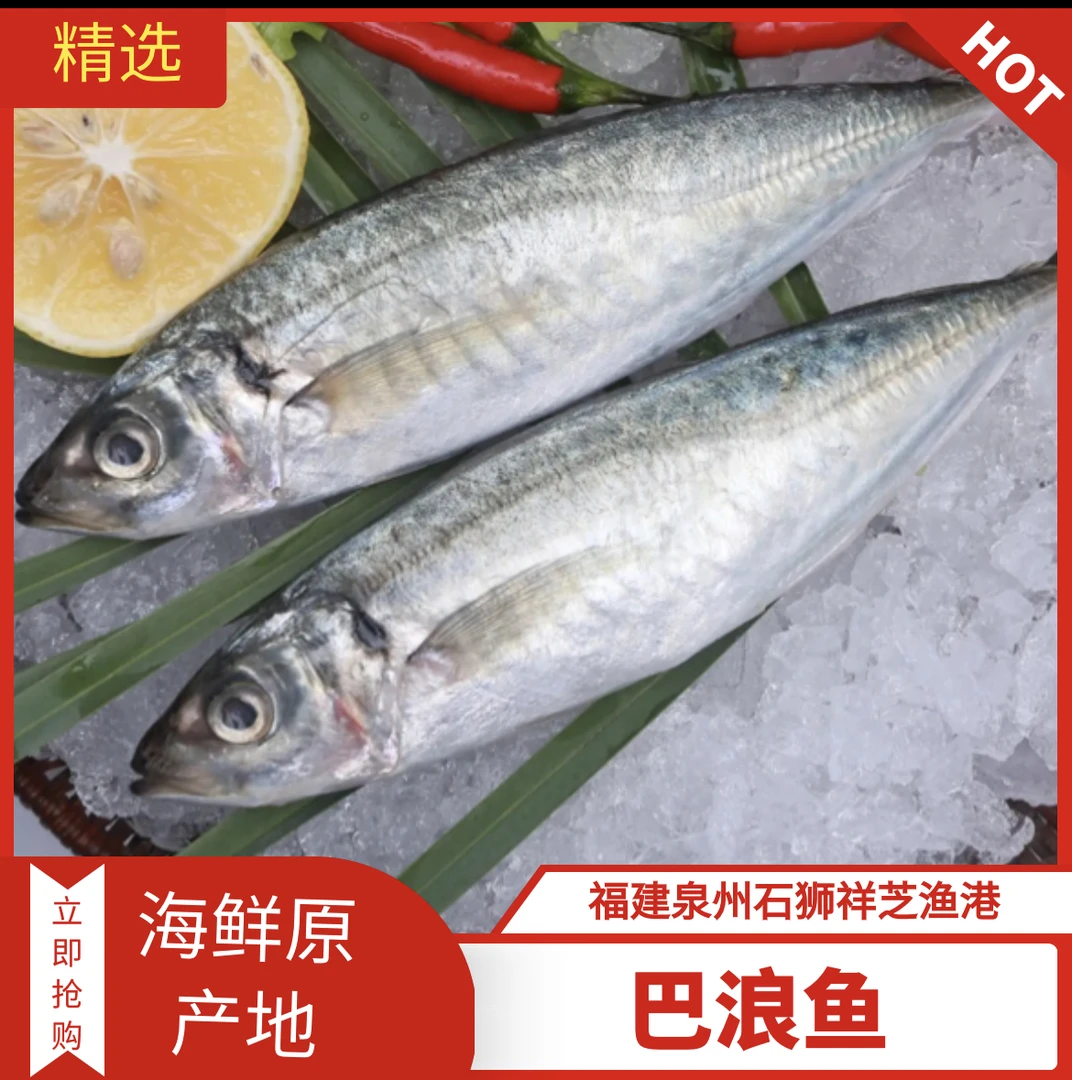 祥芝本港【巴浪鱼】
