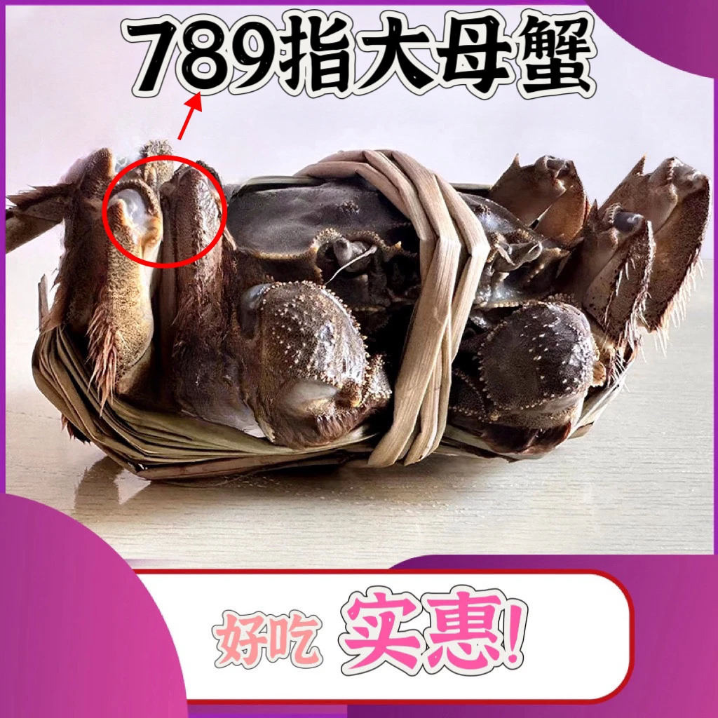 【自吃母蟹大规格】鲜活母蟹3.5两以上9/10/11只大闸蟹产地直发