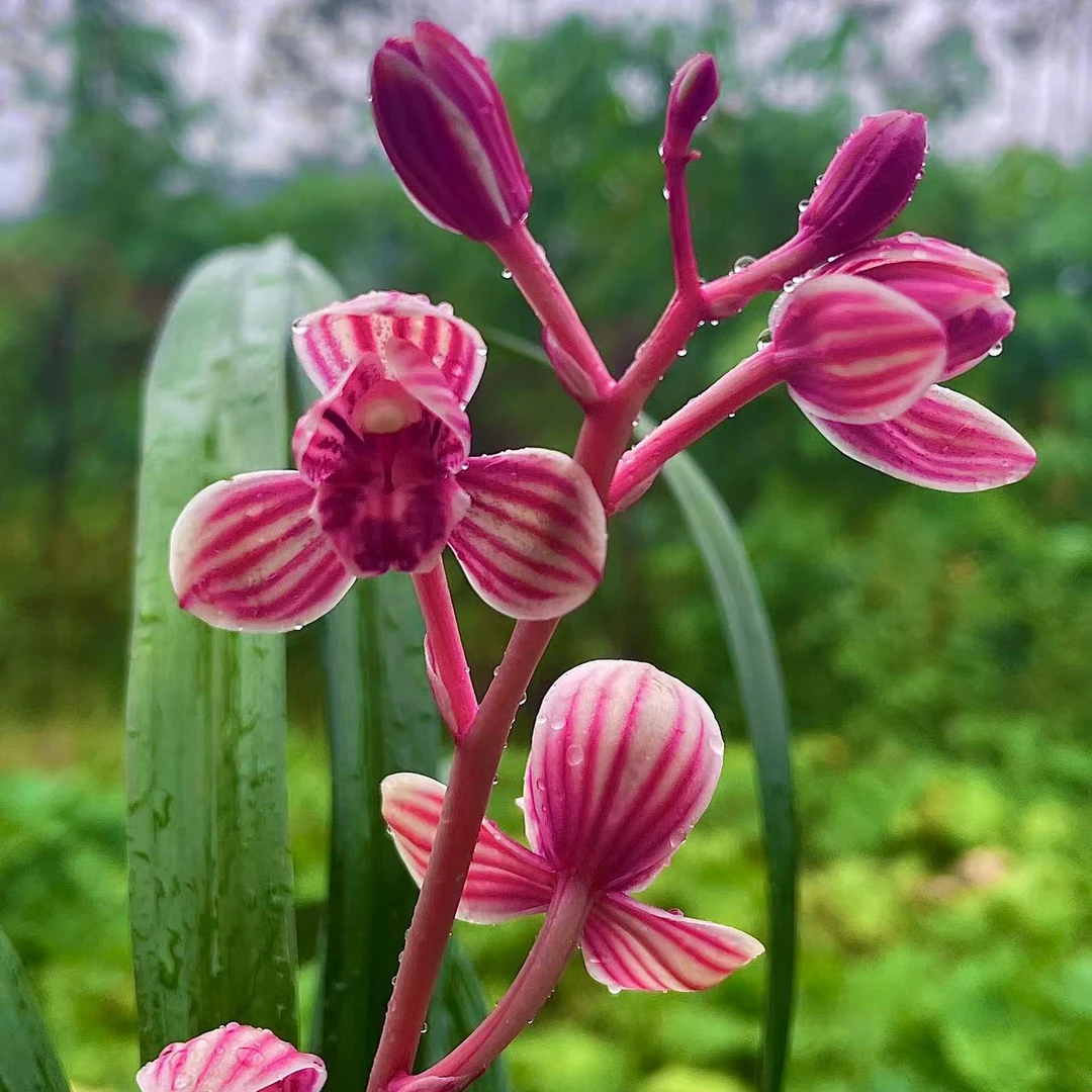 建兰新品红荷~花开稳定~花出架~正格~清香型