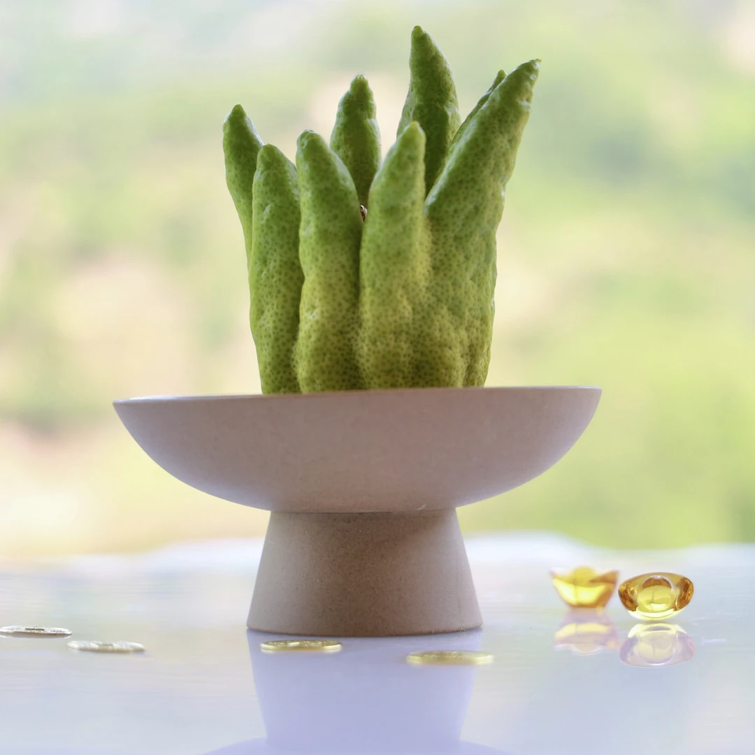 【闻香果小瑕疵】川佛手观赏闻香清供植物家里家居室内天然种植绿植