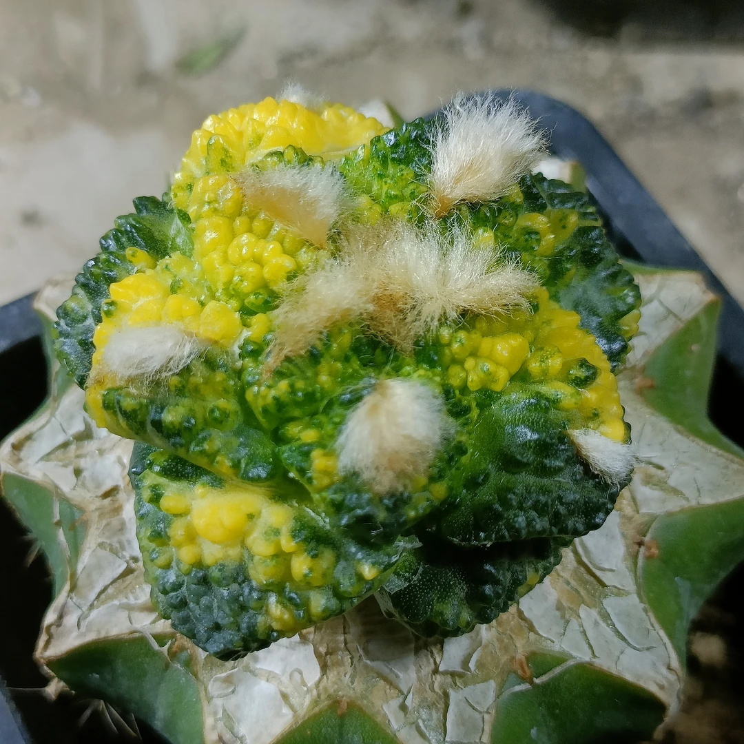 星兜锦多肉植物室内阳台装饰好养植物