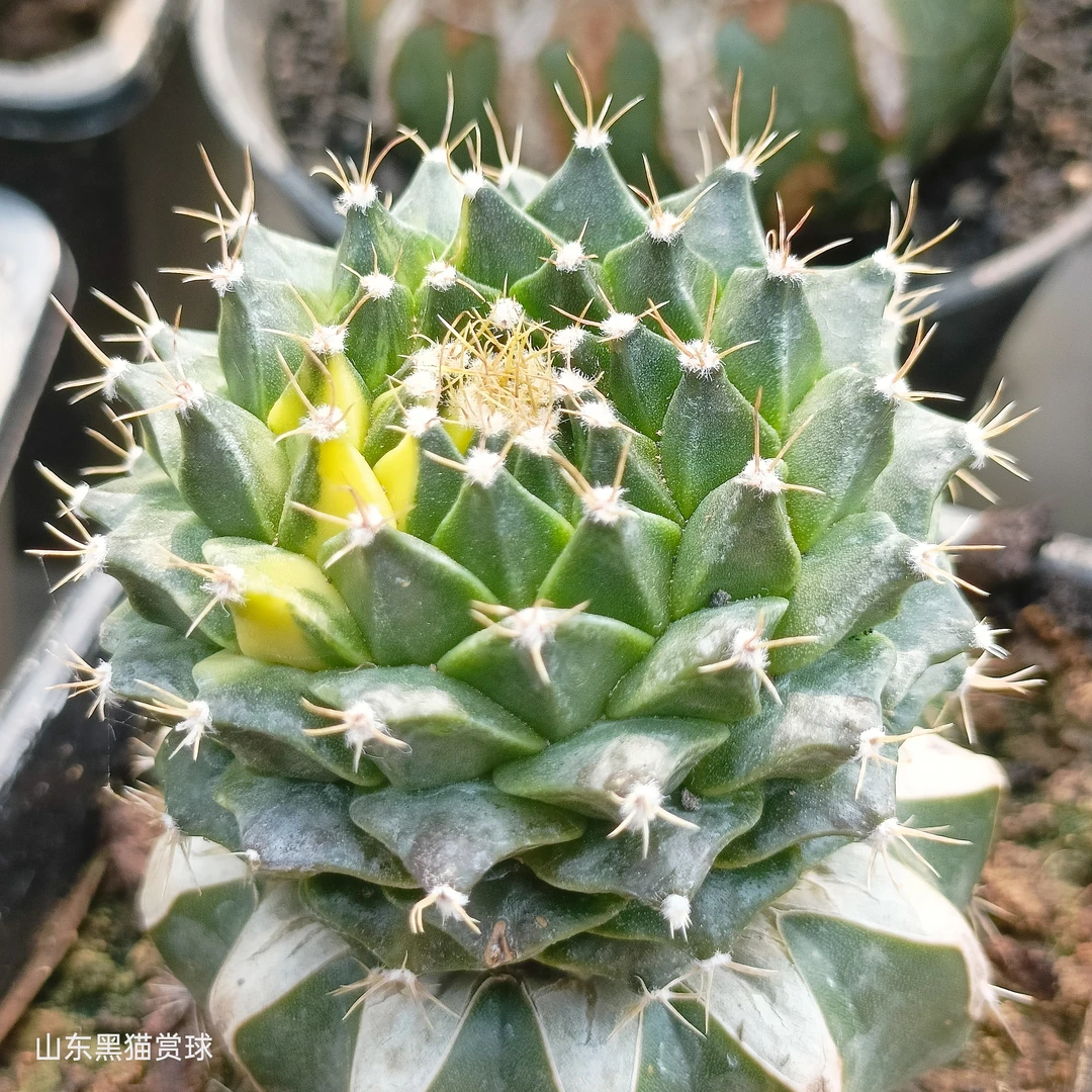 稀有多肉植物帝冠锦仙人球四大名球之一防辐射特大盆栽