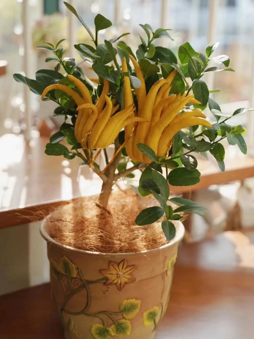 佛手盆栽花卉绿植佛手金佛手红花佛手千指佛手观赏把玩供养可食用