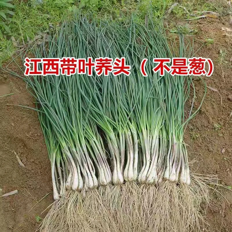 赣南农产品农家种植新鲜蕌头荞头荞子带叶带须1斤3斤5斤装