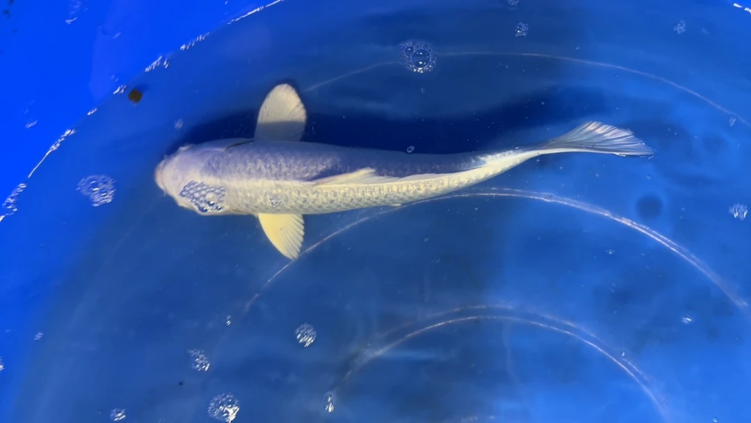 精品锦鲤观赏鱼贵阳发货直销活体纯种锦鲤