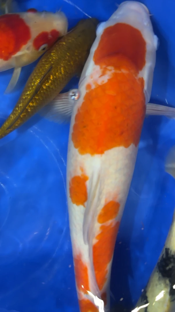 观赏鱼活鱼锦鲤观赏鱼鱼观赏鱼淡水冷水鱼红白锦鲤鱼活体好养