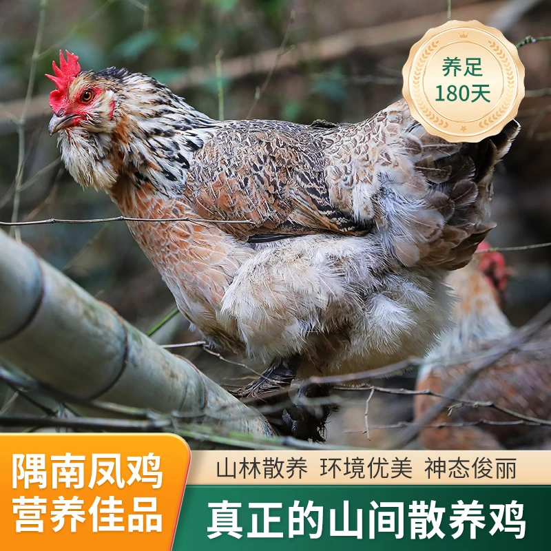 浔味隅南凤鸡活禽母鸡发货 180天以上林间散养 野性十足 色彩斑斓