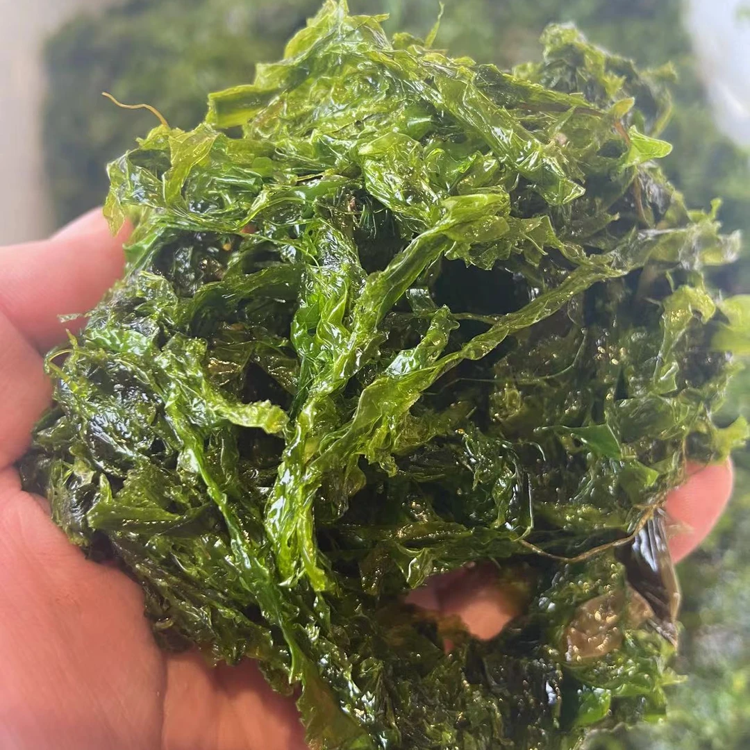 长海县海洋岛下锅烂2斤顺丰包邮