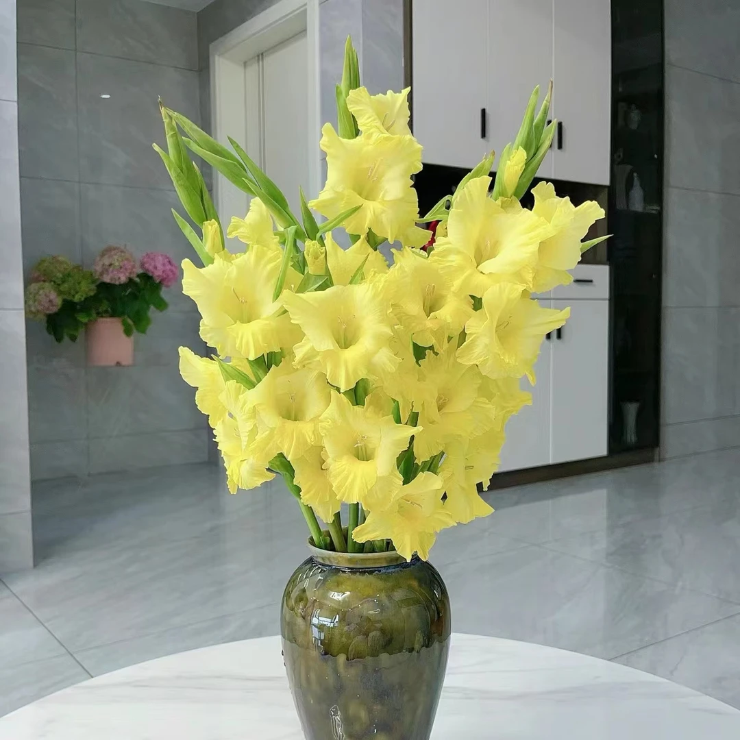 黄色剑兰5支/10支  云南基地鲜花   基地直发