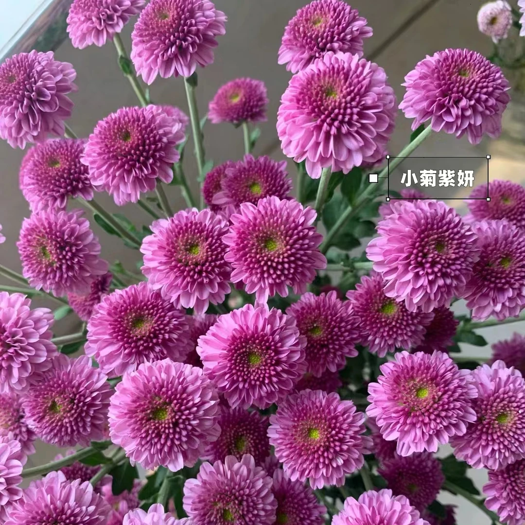 紫妍小雏菊一把（8到10支） 云南基地鲜花   家养    水养