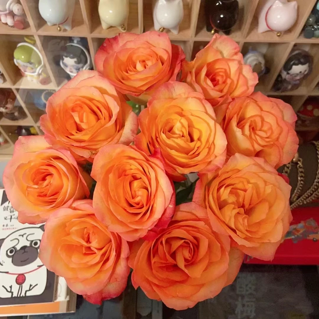 C级金辉玫瑰10支     云南基地鲜花直发   家养水养